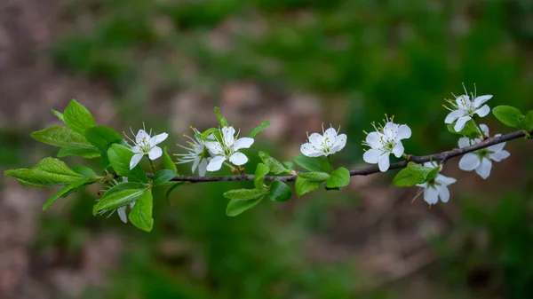 Rama Flores Jazmín Primer Plano Las Flores Jazmín Jardín Flores — Foto de Stock