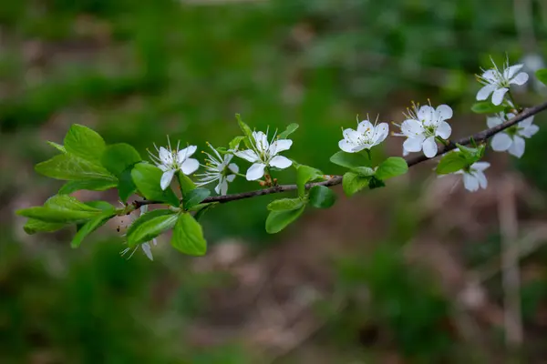 Rama Flores Jazmín Primer Plano Las Flores Jazmín Jardín Flores — Foto de Stock