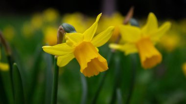 İzole edilmiş bir çiçeğin güzel nergis çiçeği kapanışı