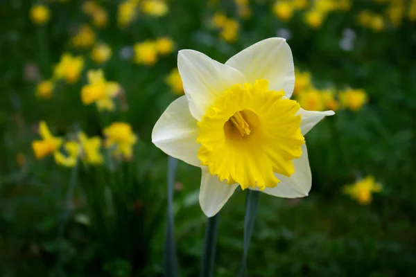 Beautiful  Daffodil Flower Closeup of an isolated