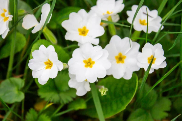 Наближається Весна Парку Цвітуть Білі Примули — стокове фото