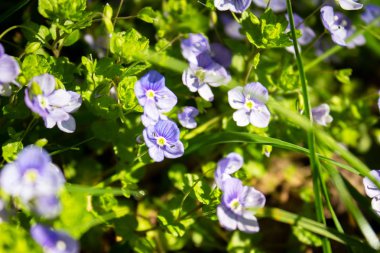 Mor çiçekler küme doğa arka planı