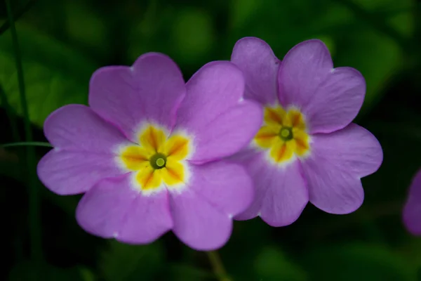Acerca Primavera Las Prímulas Violetas Florecen Parque — Foto de Stock