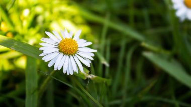 Bahar geliyor, parkta papatya çiçekleri açıyor. Yakın plan.