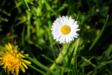 Bahar geliyor, parkta papatya çiçekleri açıyor. Yakın plan.