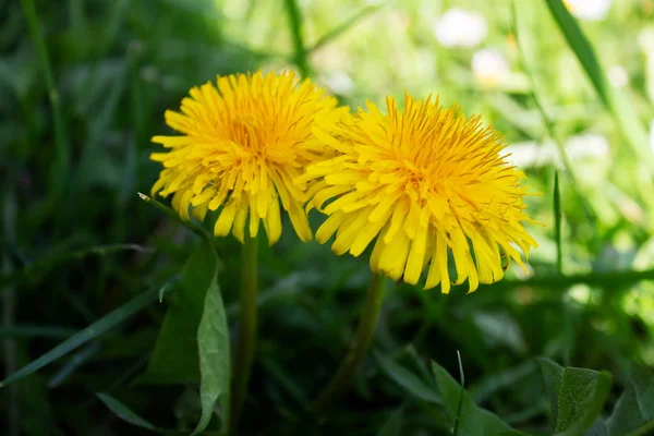 Spring Coming Dandelion Blooming Park Close — 스톡 사진