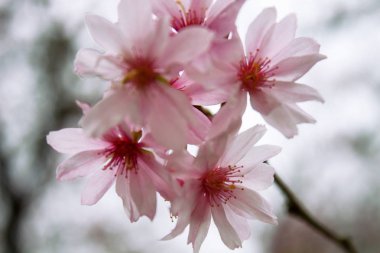 İlkbaharda kiraz ağacı çiçek açan pembe sakura kiraz çiçeğinin yakın çekimi.