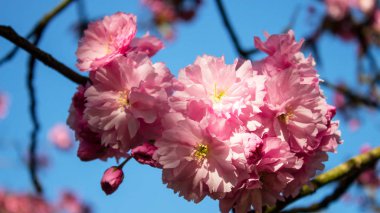 İlkbaharda kiraz ağacı çiçek açan pembe sakura kiraz çiçeğinin yakın çekimi.