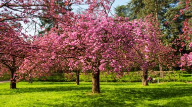 bahar kiraz ağacı çiçeği 