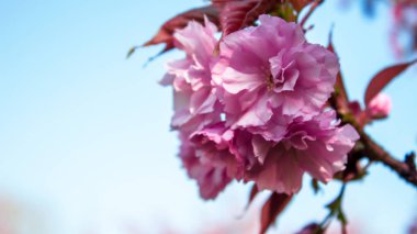 İlkbaharda kiraz ağacı çiçek açan pembe sakura kiraz çiçeğinin yakın çekimi.