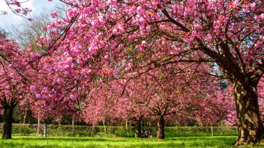 bahar kiraz ağacı çiçeği