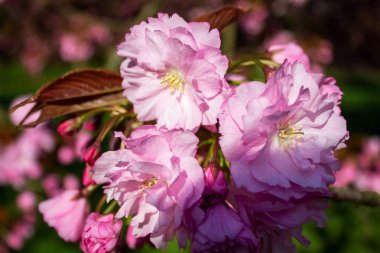 İlkbaharda kiraz ağacı çiçek açan pembe sakura kiraz çiçeğinin yakın çekimi.