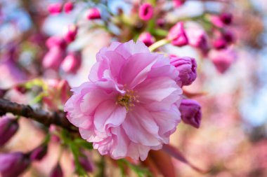 İlkbaharda kiraz ağacı çiçek açan pembe sakura kiraz çiçeğinin yakın çekimi.