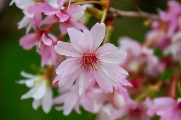 Flor Cerezo Primer Plano Sakura Rosa Flor Cerezo Primavera — Foto de Stock