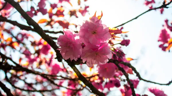 Flor Cerejeira Fechar Flor Cerejeira Sakura Rosa Primavera — Fotografia de Stock