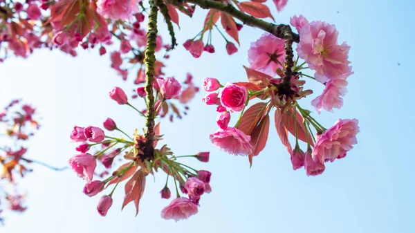 Flor Cerezo Primer Plano Sakura Rosa Flor Cerezo Primavera — Foto de Stock