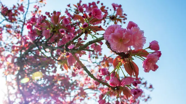 Flor Cerezo Primer Plano Sakura Rosa Flor Cerezo Primavera — Foto de Stock