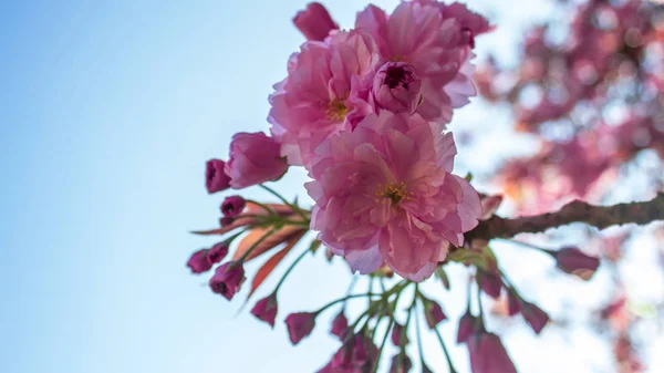 Flor Cerejeira Fechar Flor Cerejeira Sakura Rosa Primavera — Fotografia de Stock