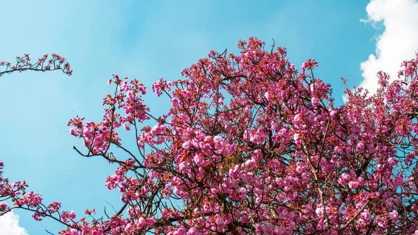 Flor Cerezo Primavera — Foto de Stock