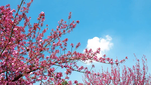 Flor Cerezo Primer Plano Sakura Rosa Flor Cerezo Primavera Ramas — Foto de Stock
