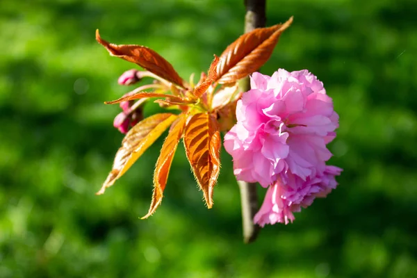 Flor Cerejeira Fechar Flor Cerejeira Sakura Rosa Primavera — Fotografia de Stock