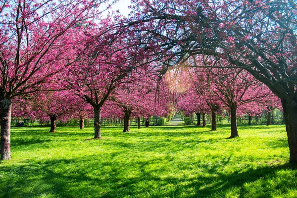 Cherry Tree Blossom Springtime — Stock Photo, Image