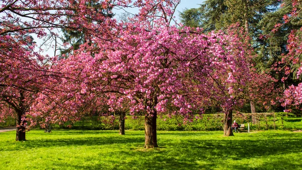Cherry Tree Blossom Springtime Royalty Free Stock Photos