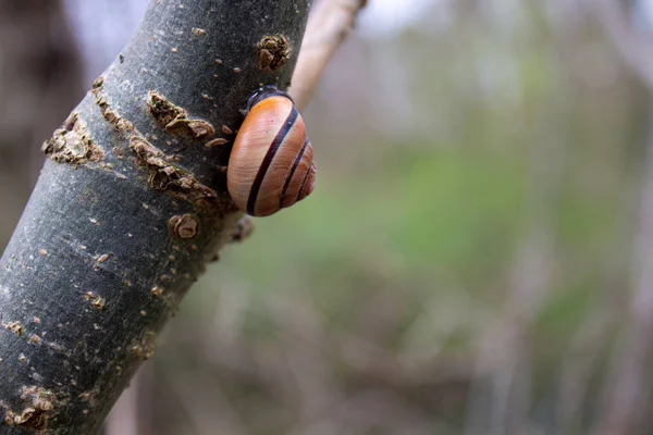 Schnecken Krabbeln Aus Nächster Nähe Auf Dem Baum — Stockfoto