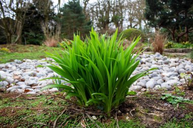 Kumda bir tutam çimen. Yakın plan.