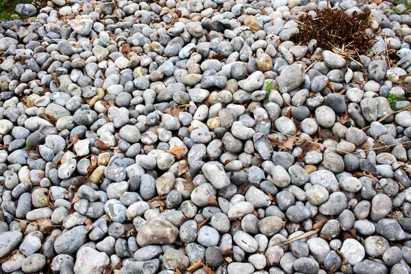 一些枯叶的鹅卵石特写 — 图库照片