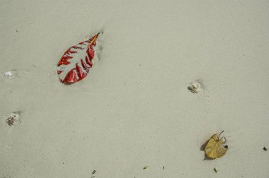 Kumsalda ağaç yaprakları