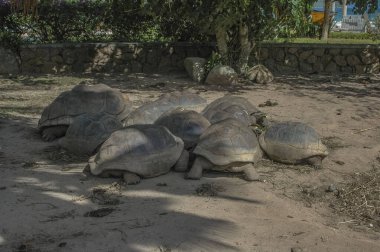 Seyşeller Adası 'ndaki dev kaplumbağa.