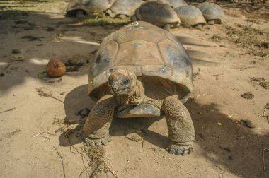 Seyşeller Adası 'ndaki dev kaplumbağa.