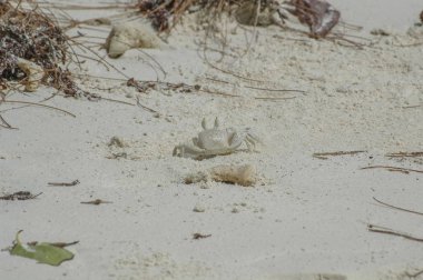 Yengeç kumsalda koşar