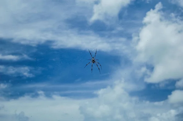 Павук Павутині Проти Неба — стокове фото