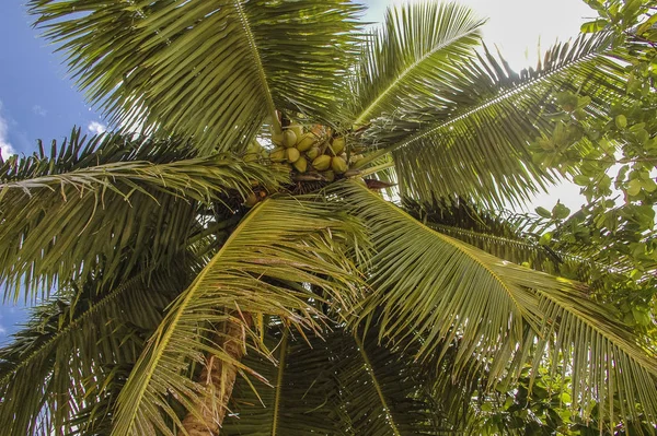 coconut palm on an island in the Seychelles