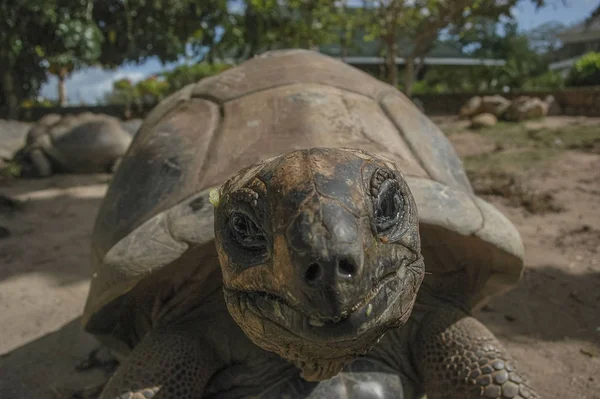 giant tortoise on the island of Seychelles