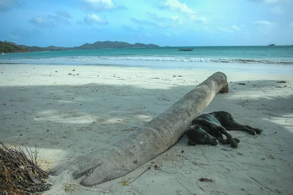 Chien Repose Sur Sable Sur Une Île Des Seychelles — Photo