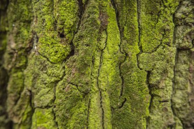 Ormandaki yaşlı ağaç kabuğu
