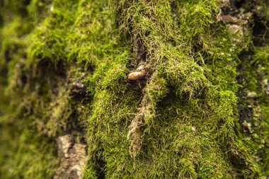 Ormandaki yaşlı ağaç kabuğu