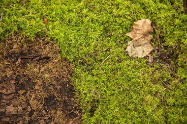 Ormandaki yaşlı ağaç kabuğu