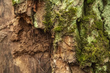 Ormandaki yaşlı ağaç kabuğu