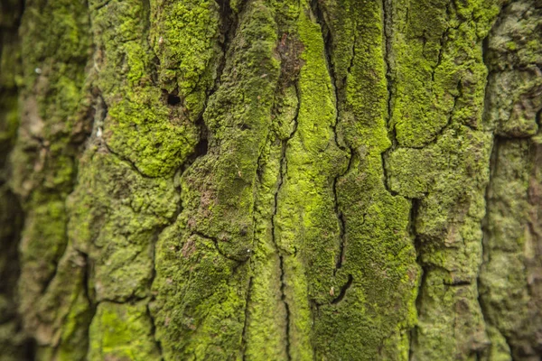 Écorce Vieil Arbre Dans Forêt — Photo