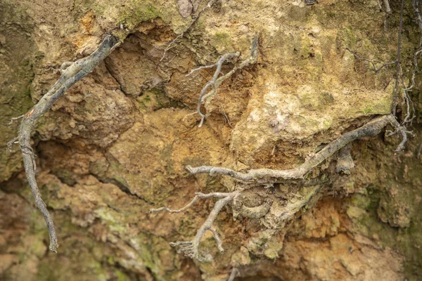 地面に埋め込まれた木の根 — ストック写真