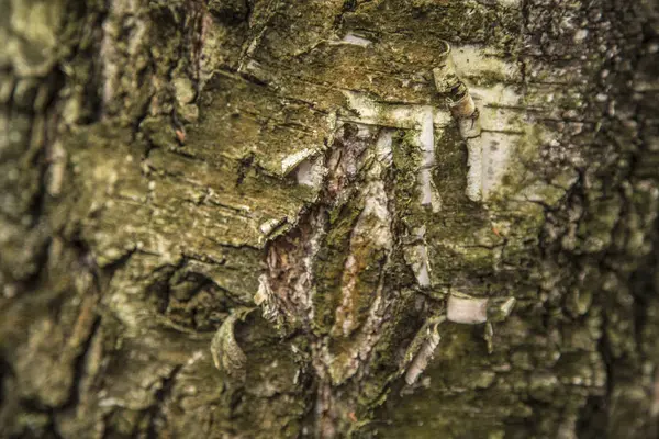 Stará Kůra Stromu Lese — Stock fotografie
