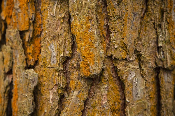 나무껍질 — 스톡 사진