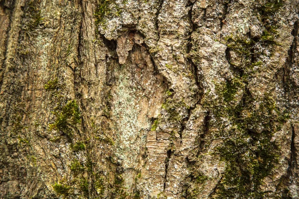 森の古い木の樹皮 — ストック写真