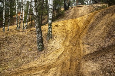 huş ağacının kumlu yolu