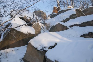 Kış ormanı karla kaplı