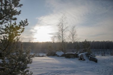 Kış ormanı karla kaplı